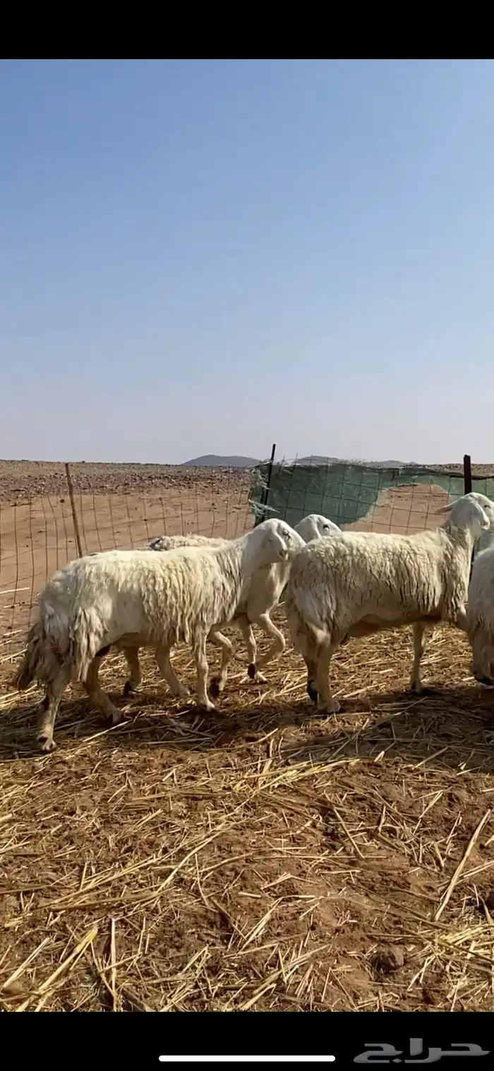 غنم مقاني حريات حرش 17