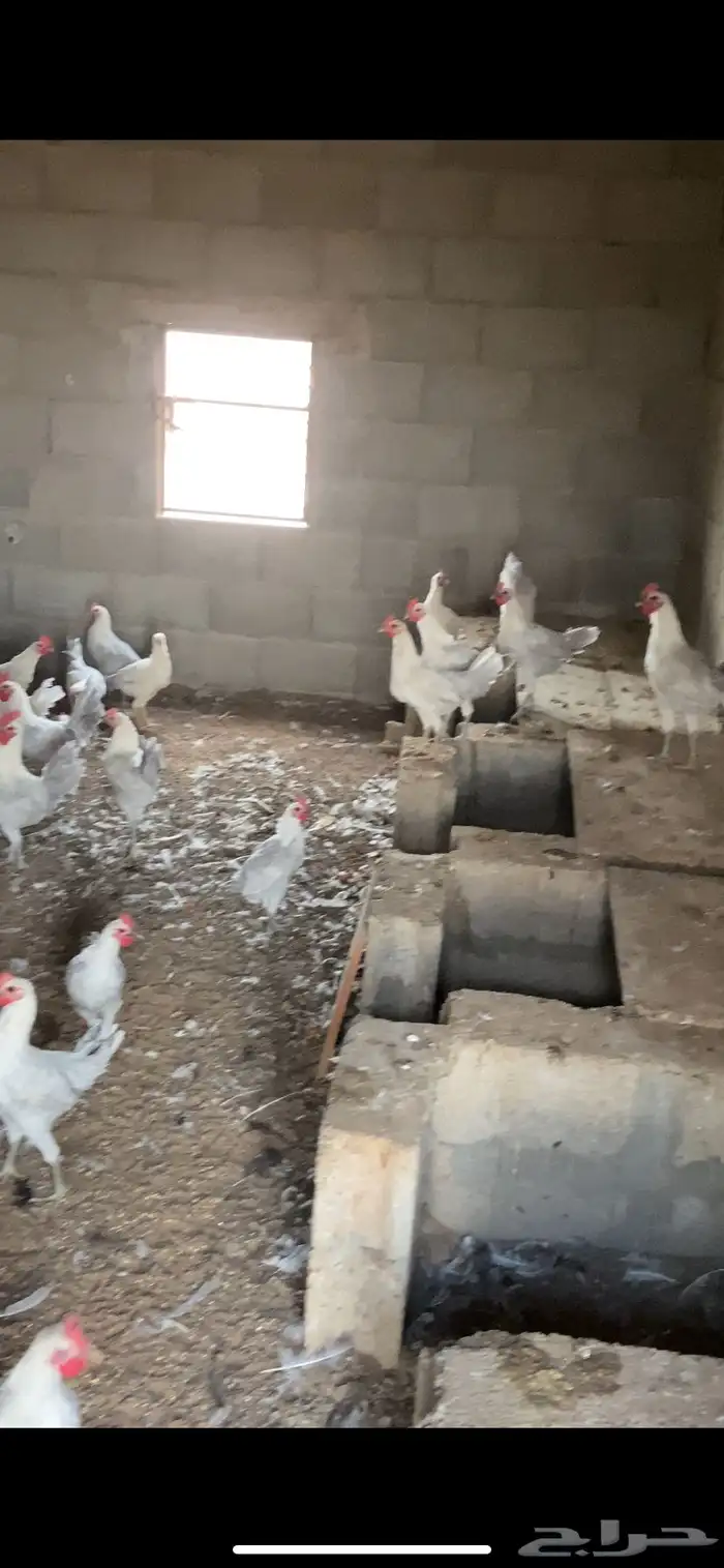 للبيع ديكه 0