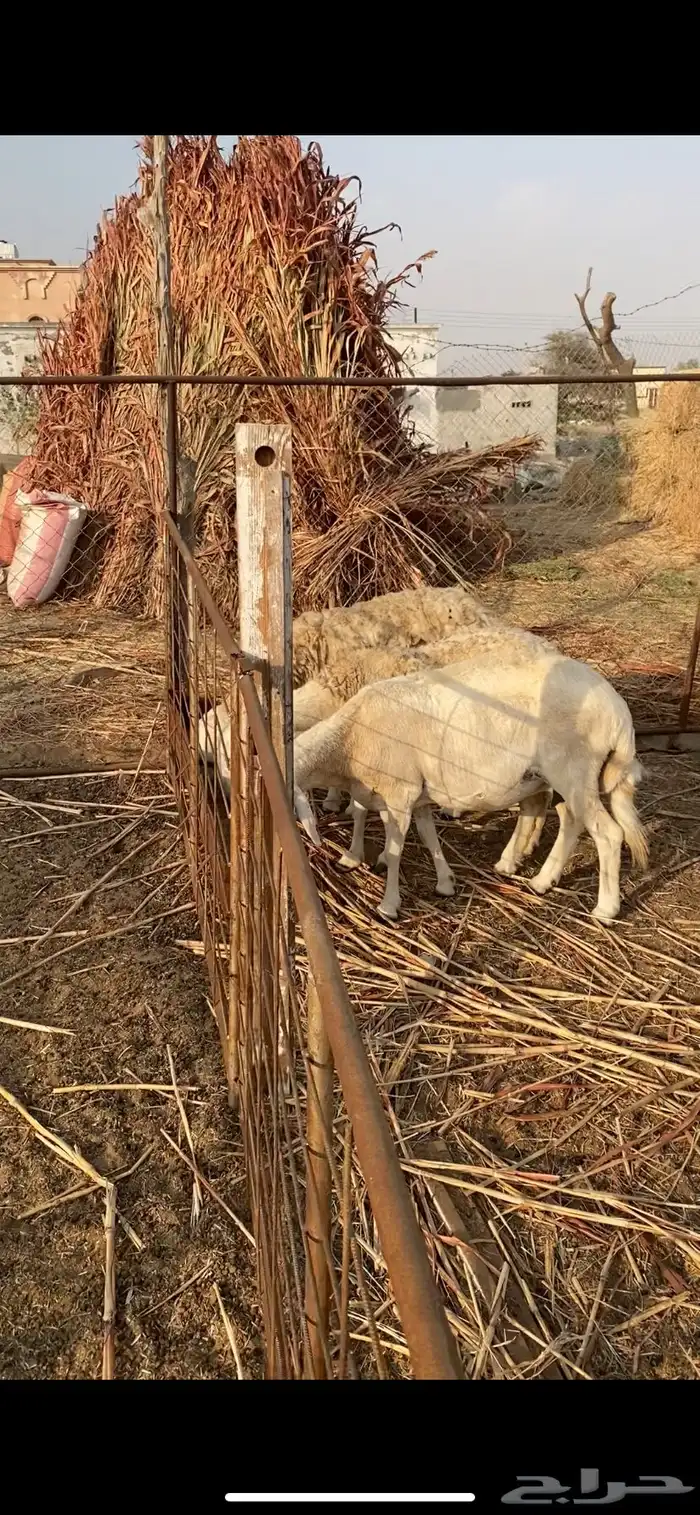 ضان العدد3 1