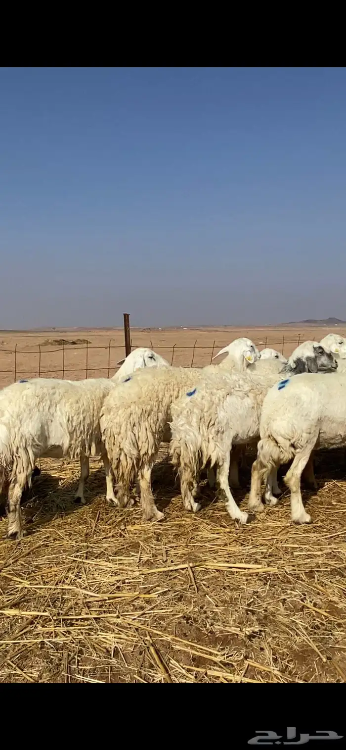 غنم مقاني حريات حرش 26