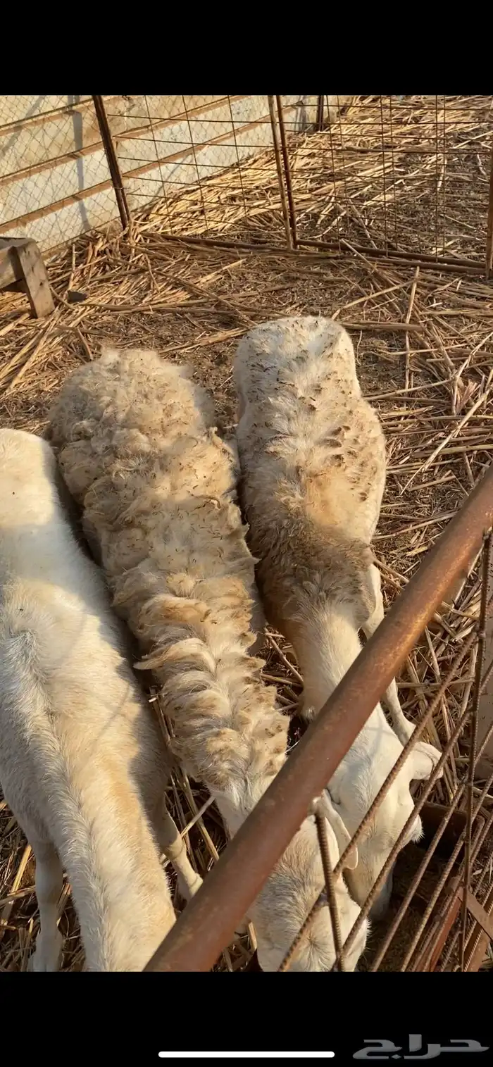 ضان العدد3 0