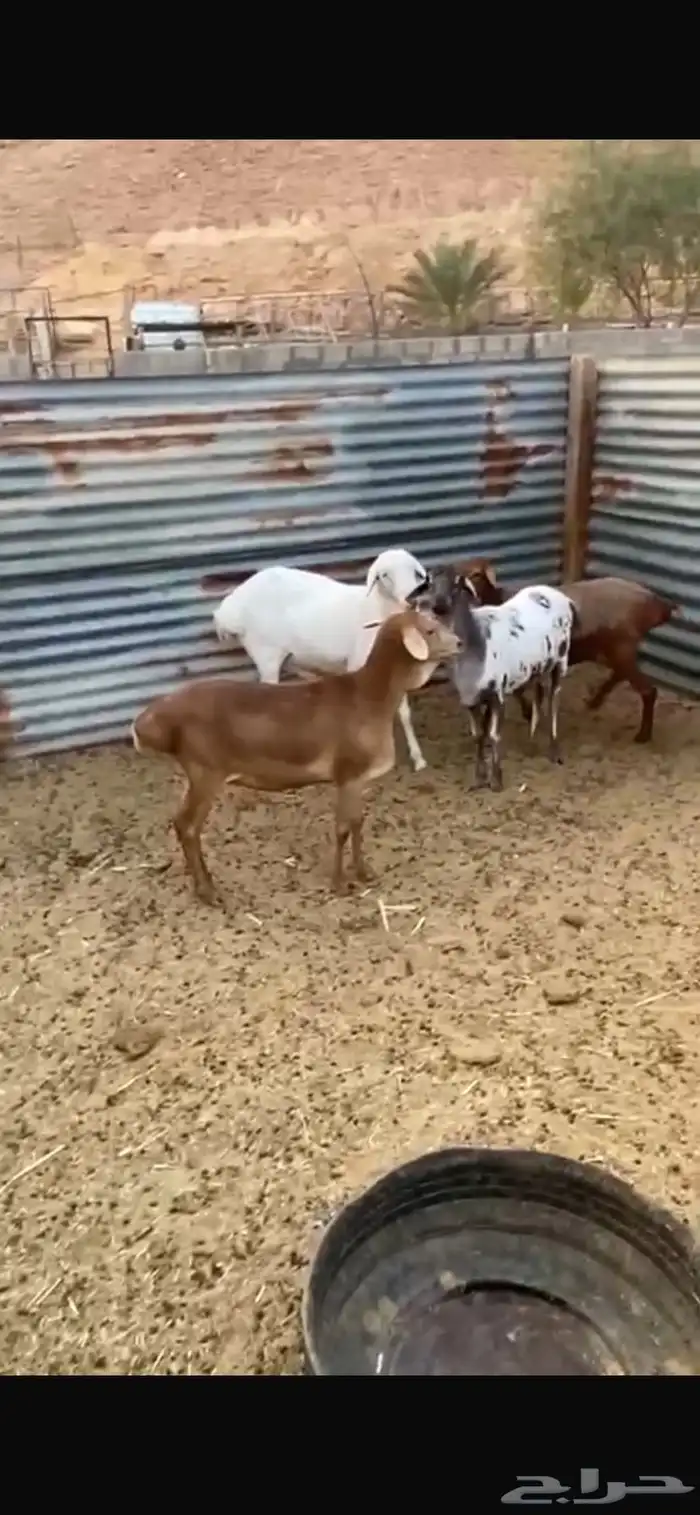 شياة برابر بفحلها 1