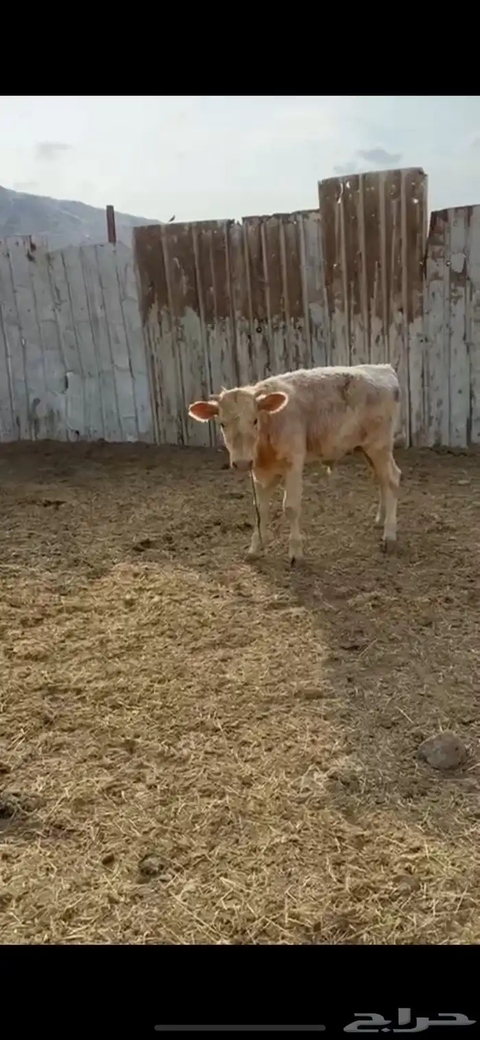 بقر الماني لي البيع على السوم 2