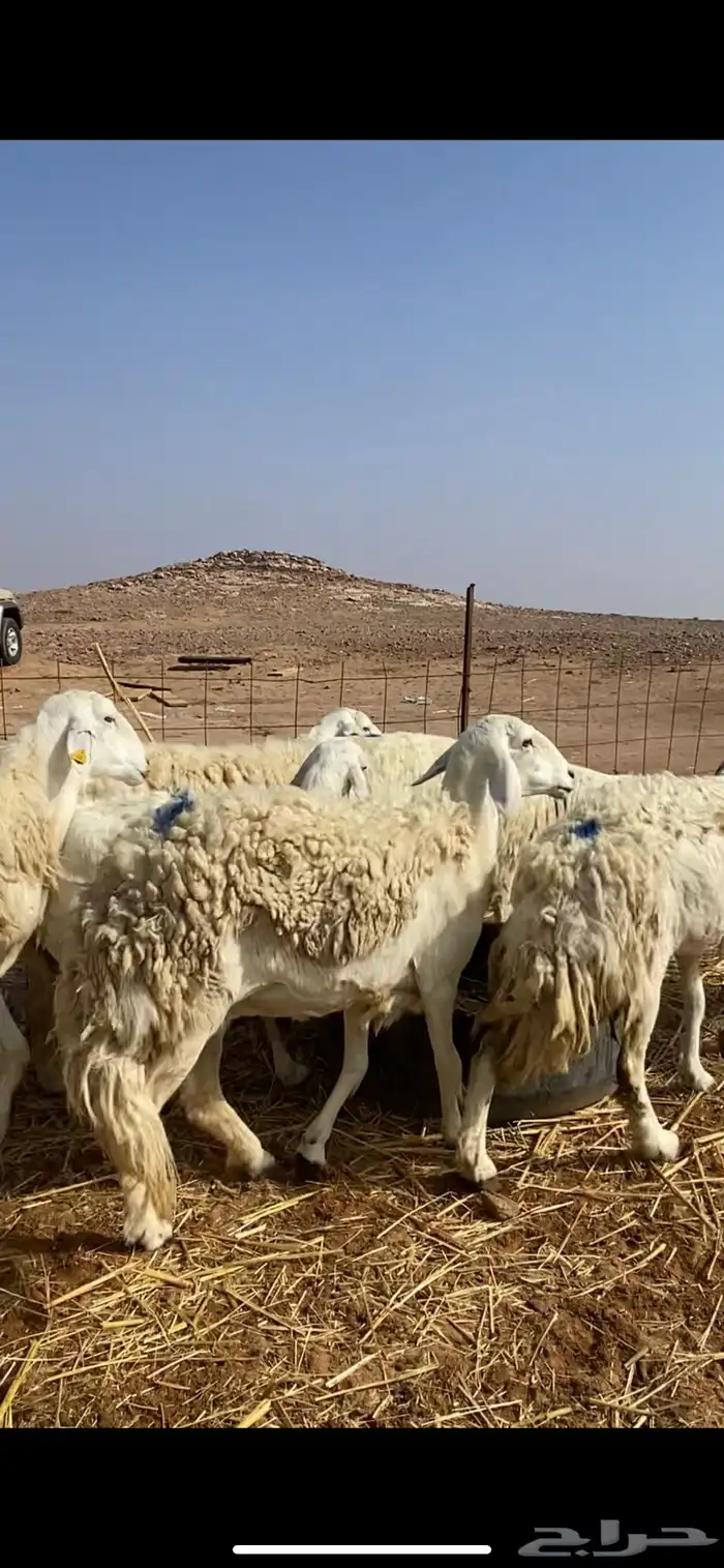 غنم مقاني حريات حرش 11