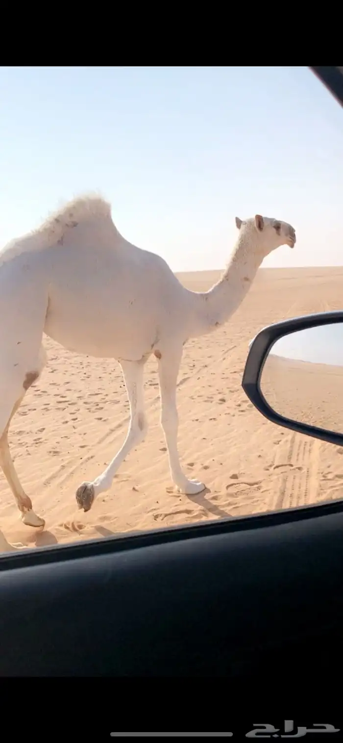 بكره ضغط عالي عليانيه 0