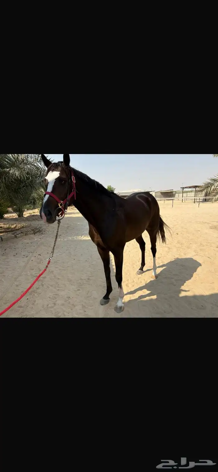 حصان انقليزي طيب جدا 0