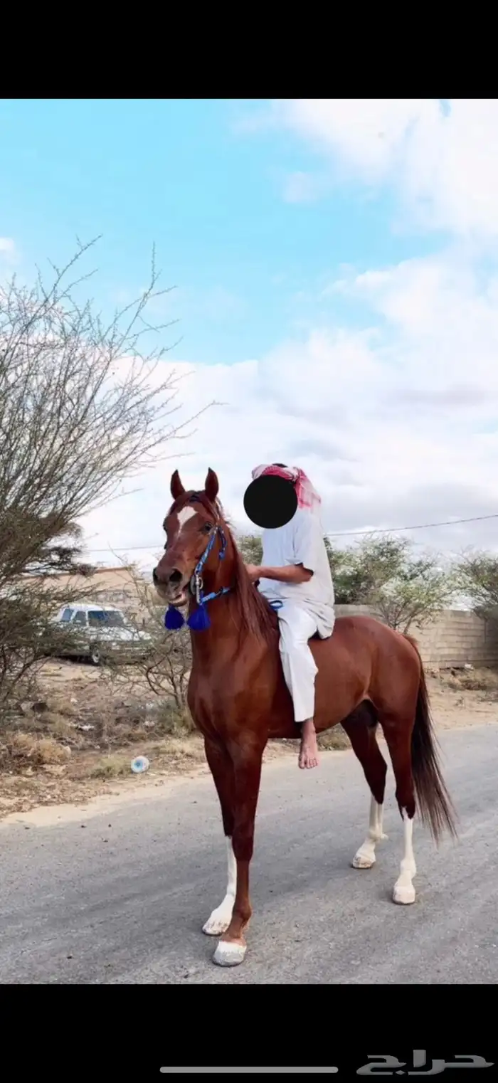 حصان كفو ابوه له مسابقات طويل عمره 3سنوات ونص ومشروط 2