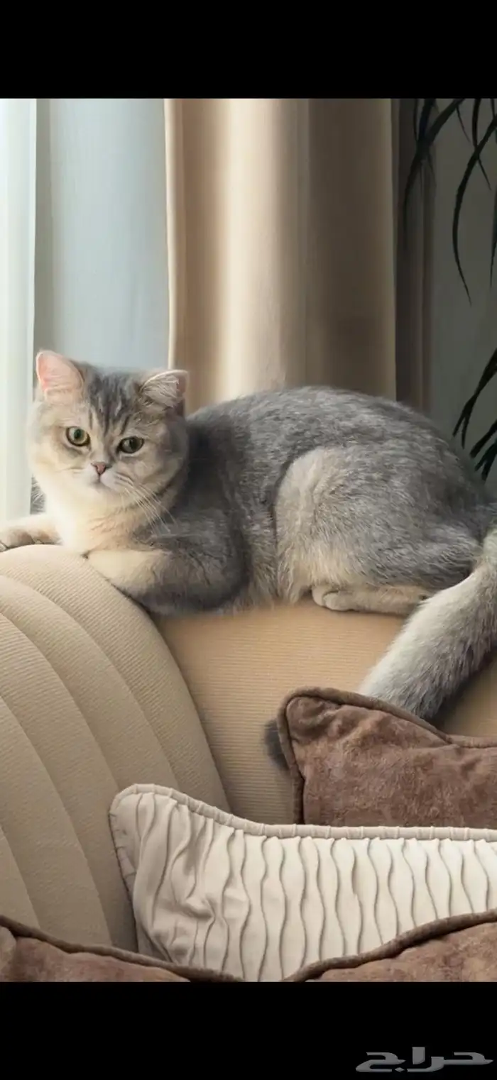 قطة سكوتش ستريت للتبني 0