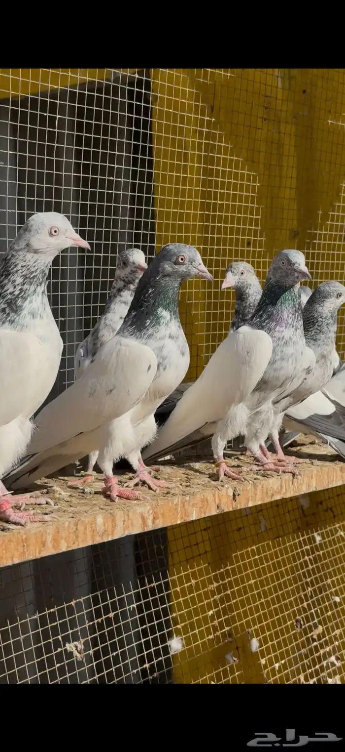 حمام باكستاني 1