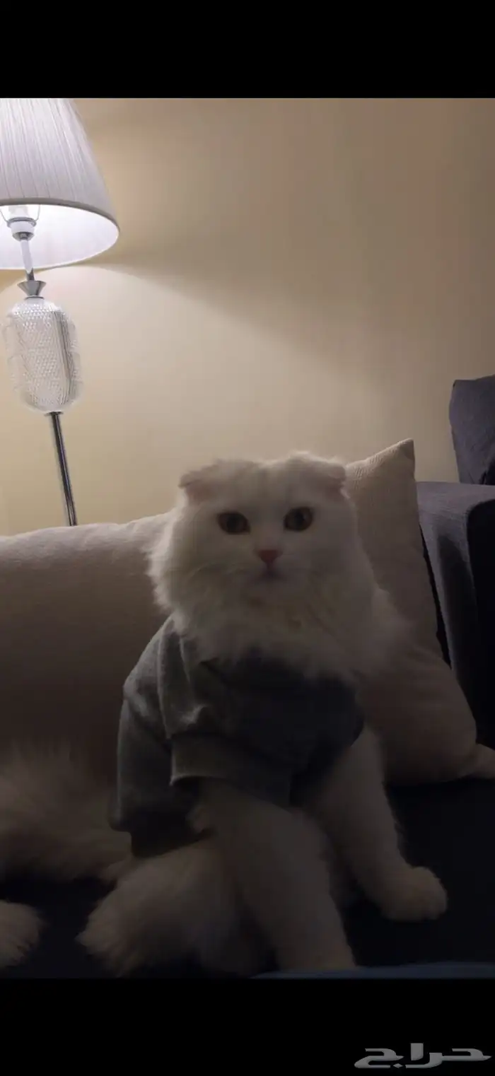 قطة اسكتلندية للبيع 3