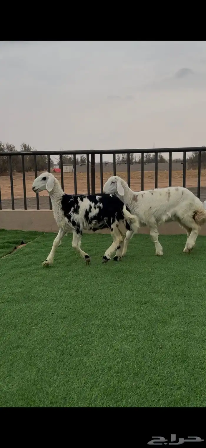 رخال نجد للبيع 0