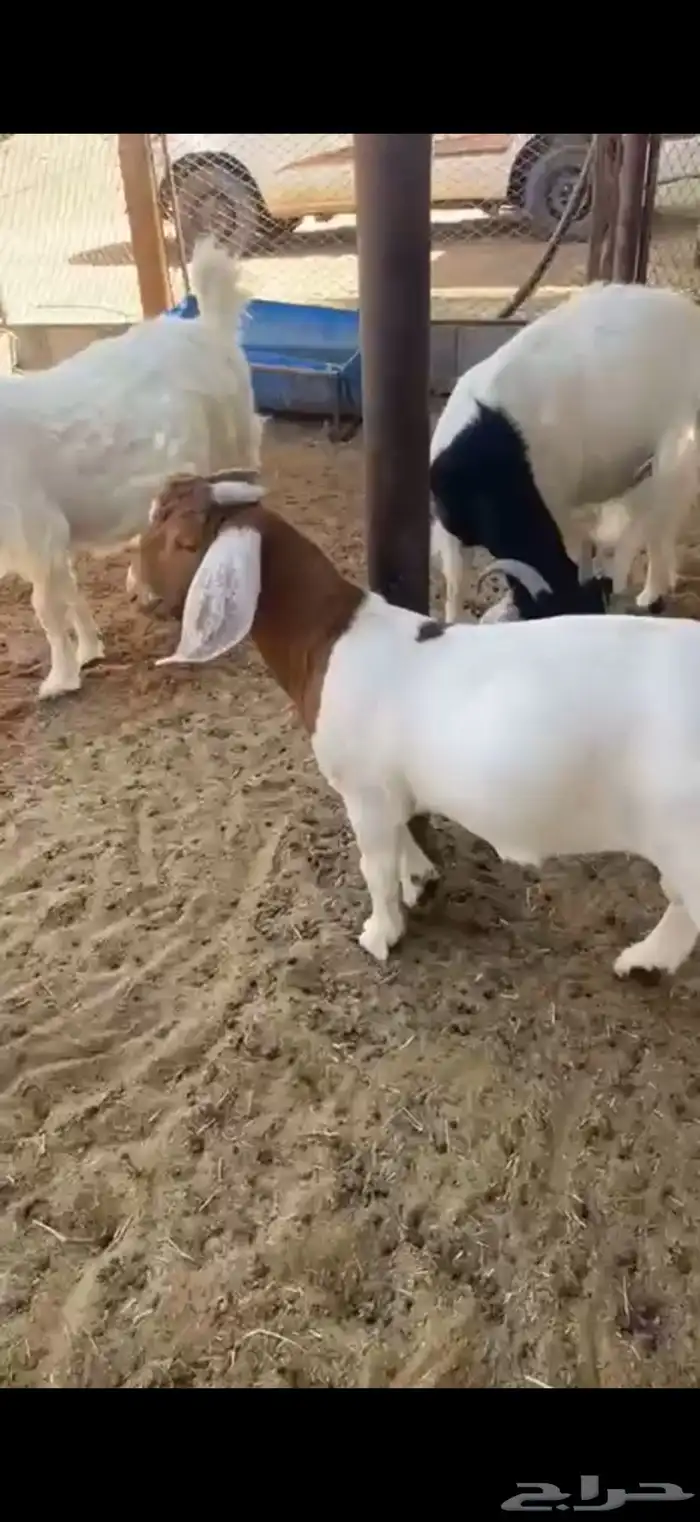 تيس للبيع ذبيحه 2