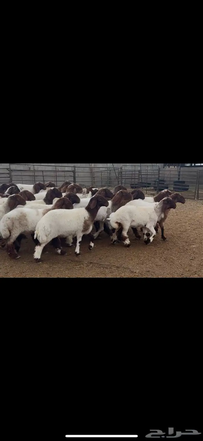 جذعات نعيم مقاني 1