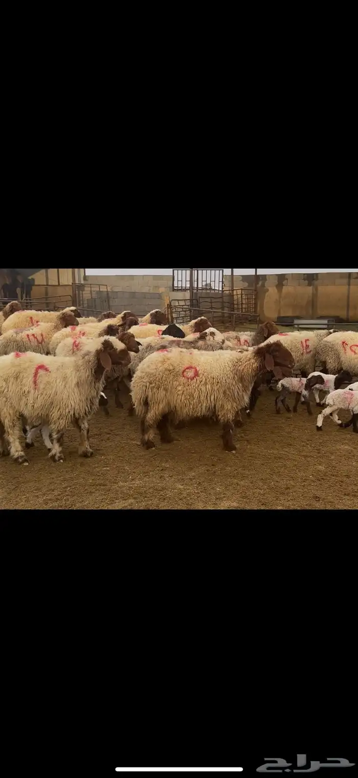 غنم نعيم مطافيل فاخره 0
