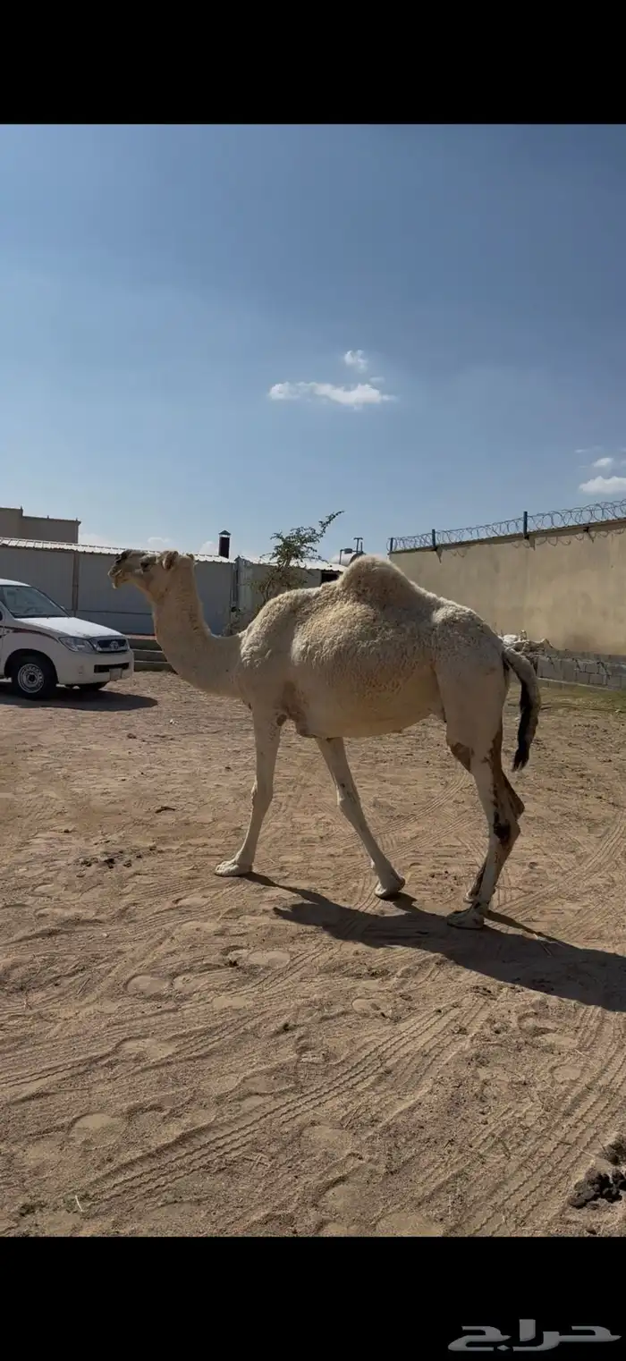 لقحه للبيع على جميع الشروط 0