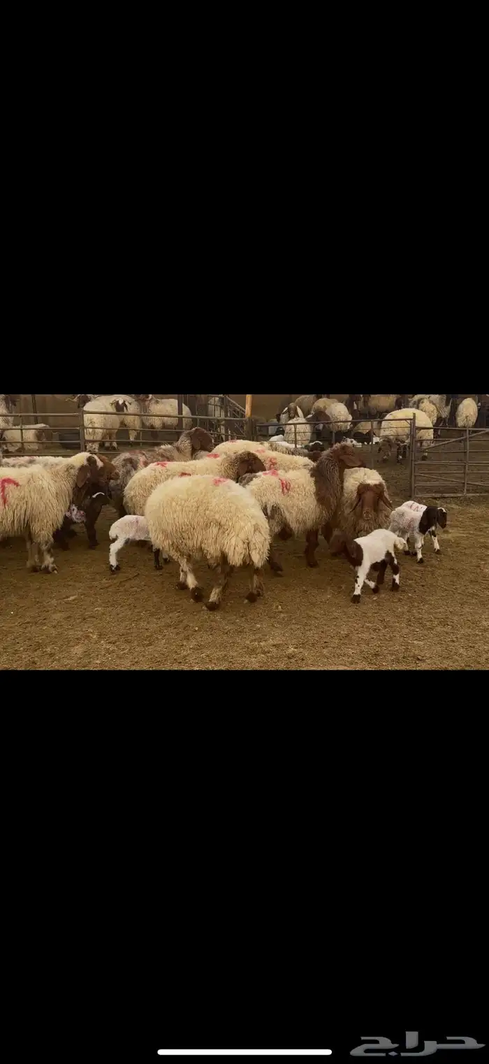 غنم نعيم مطافيل فاخره 3