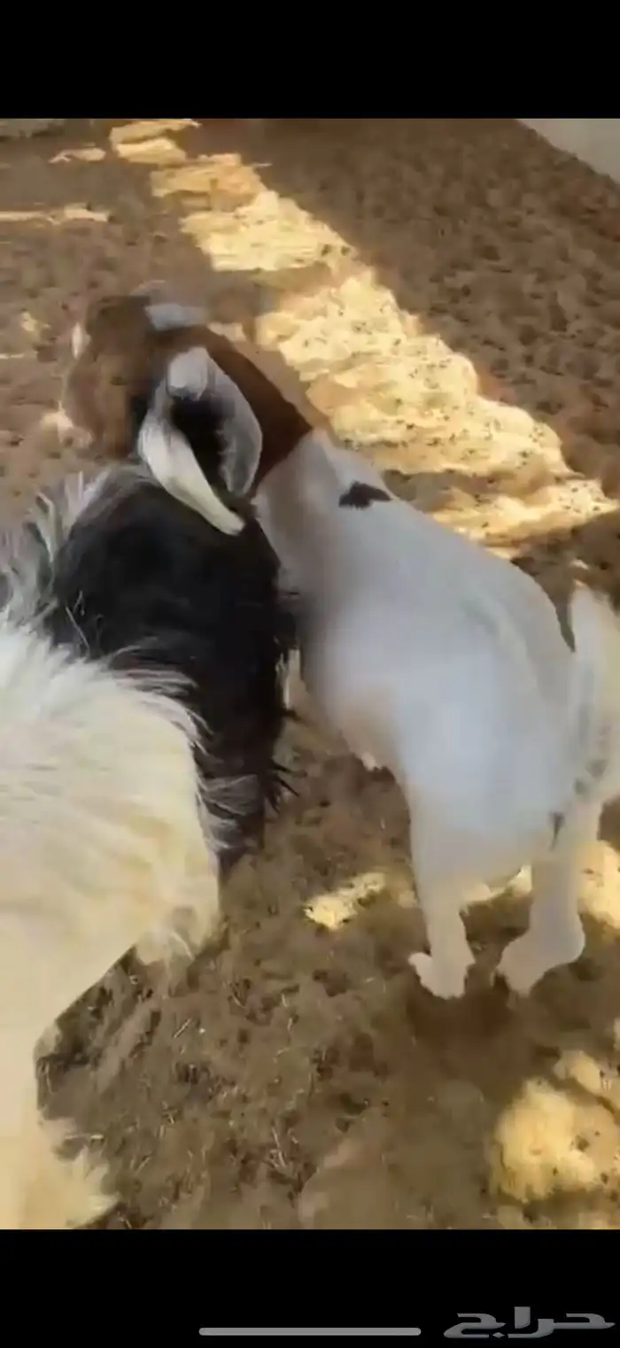 تيس للبيع ذبيحه 0