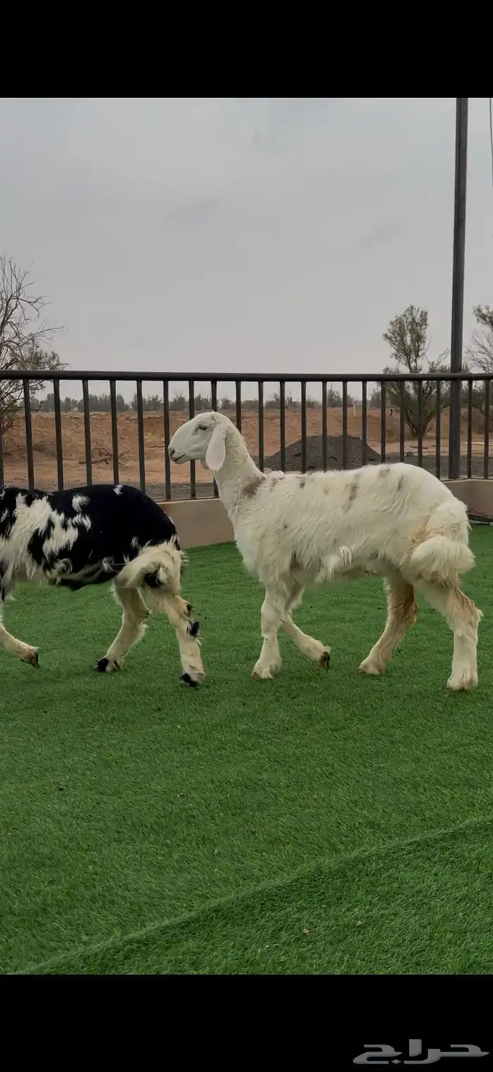 رخال نجد للبيع 2