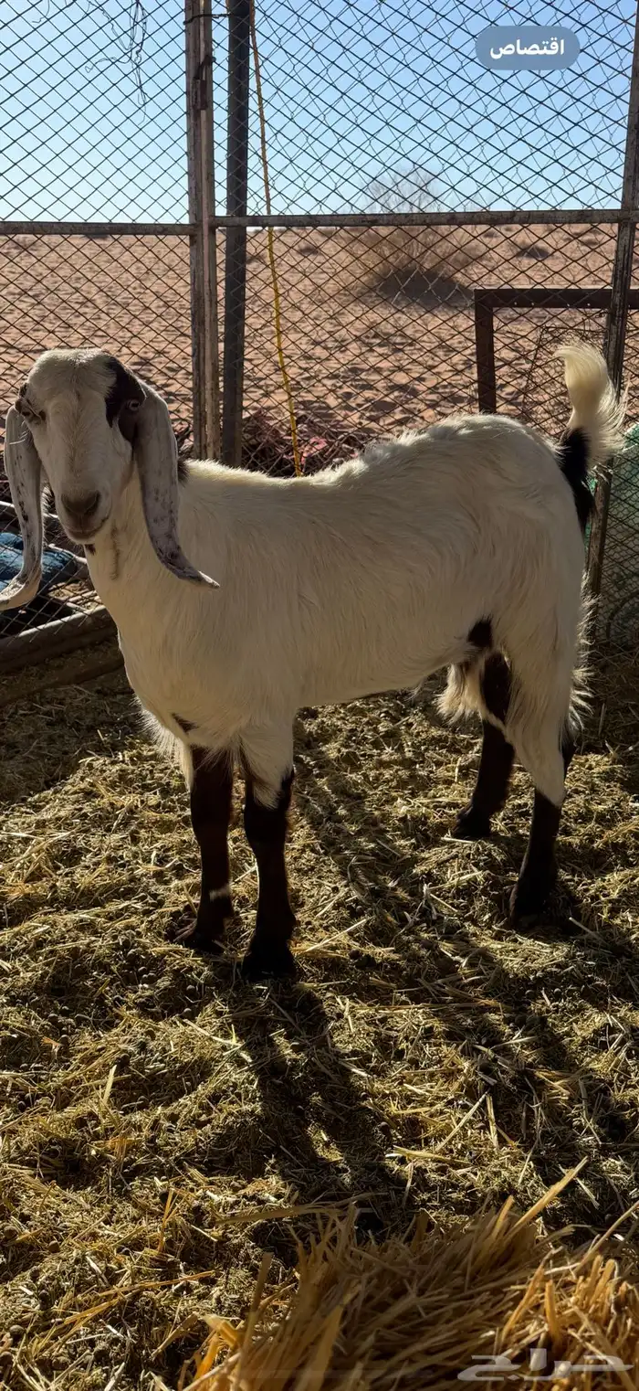 جفره مقنوي 0