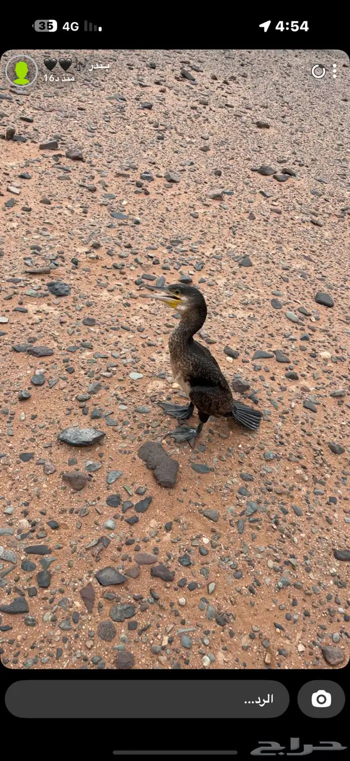 طائر اللوهة او الغاق الاسود 0