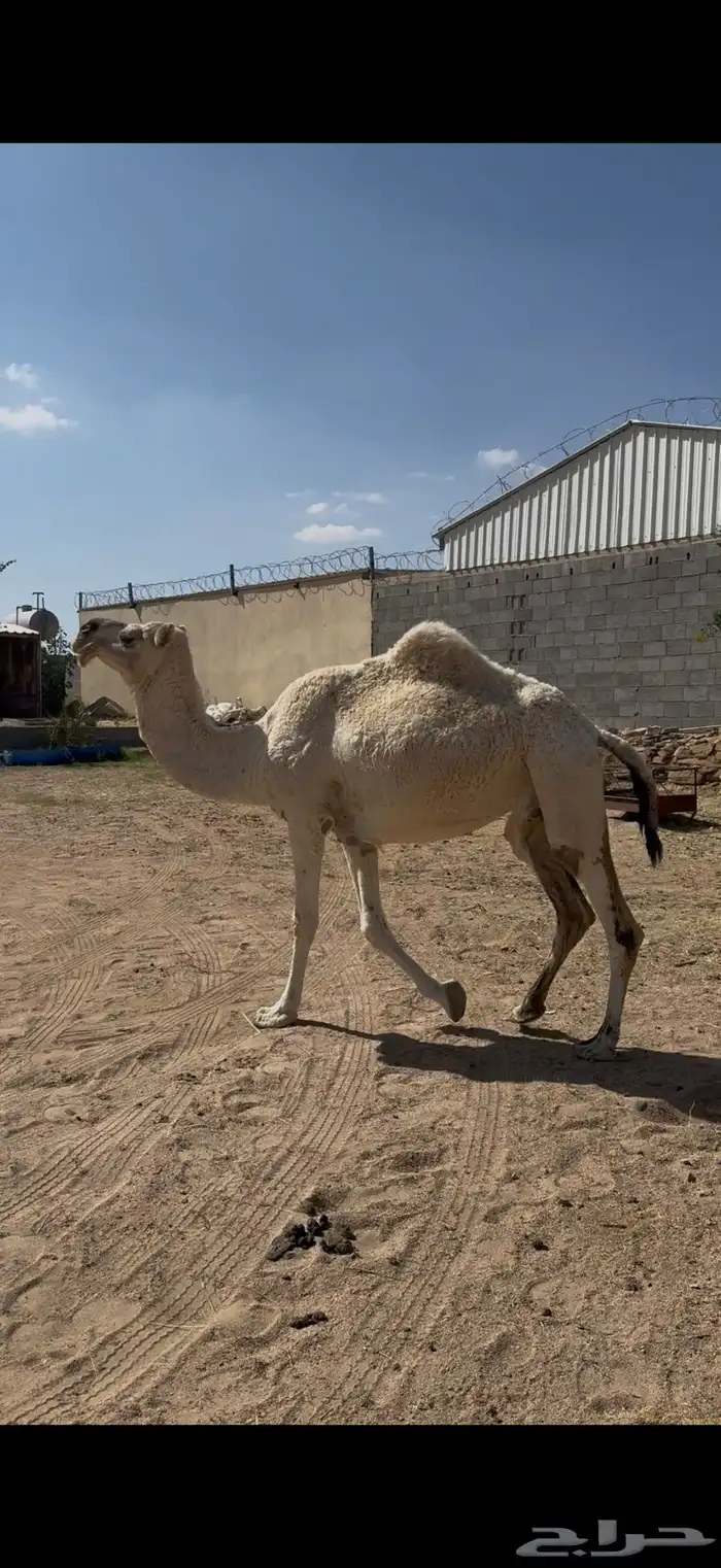 لقحه للبيع على جميع الشروط 3