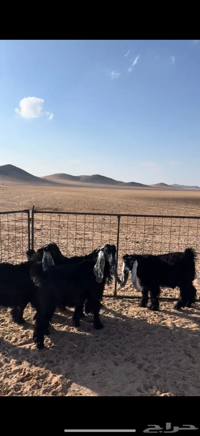 جفرات عوارض صنف 0