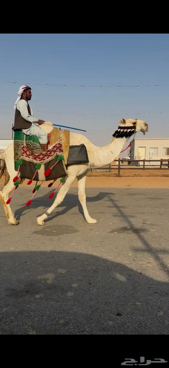 رحول طيبه شاق طوع 1