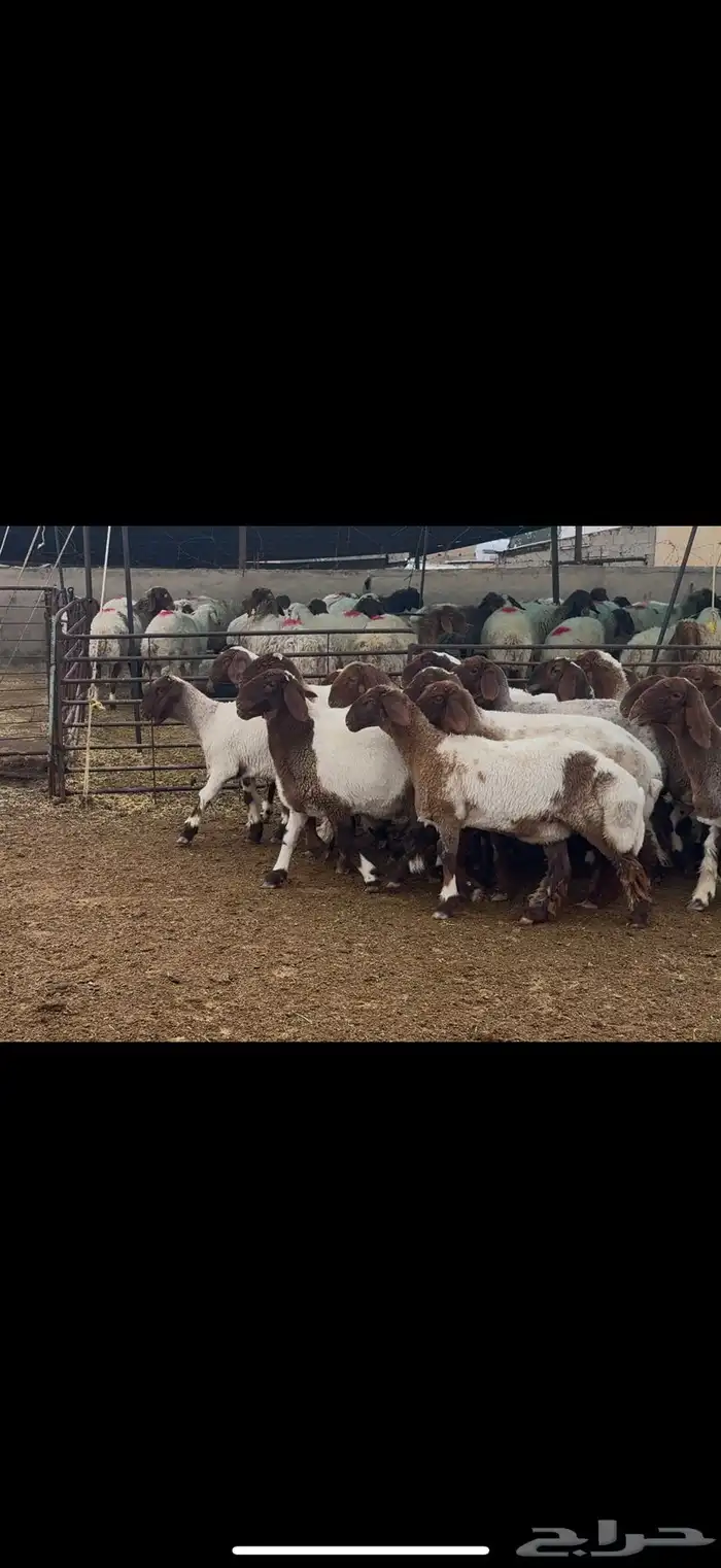 جذعات نعيم مقاني 0