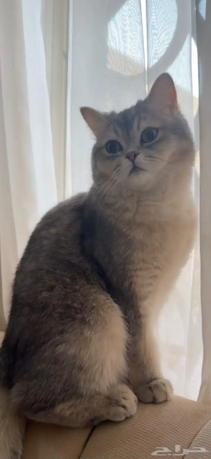 قطة سكوتش ستريت للتبني 1