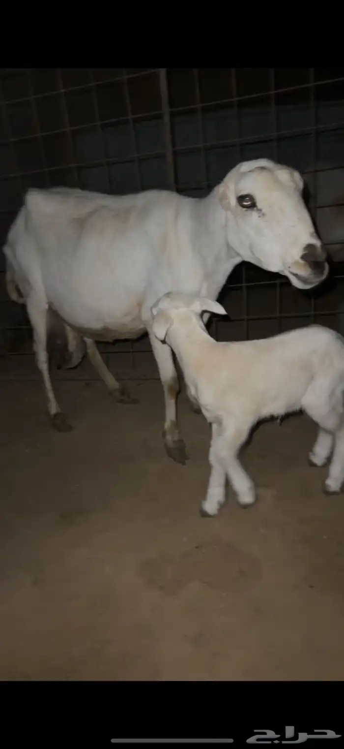 للبيع رفيديه خلفه 1