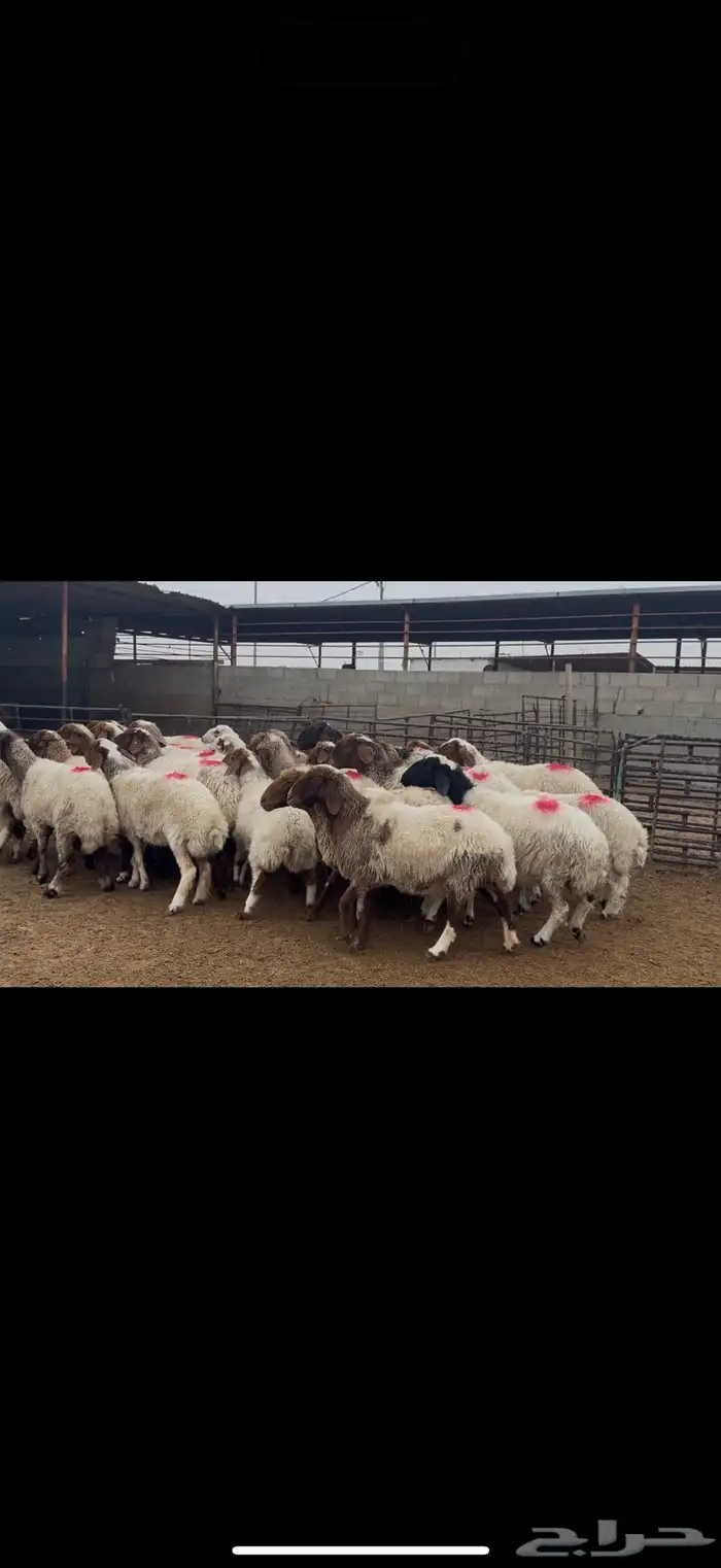 غنم نعيم دفيع 4