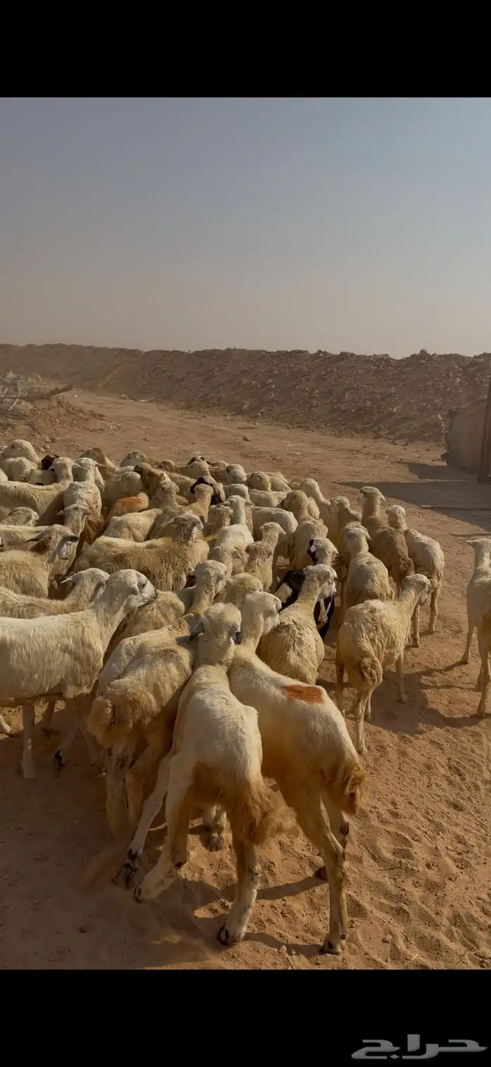 للبيع رخال رفيديات العدد40 الصحة شرط 2