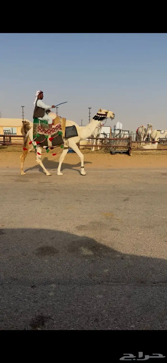 رحول طيبه شاق طوع 2