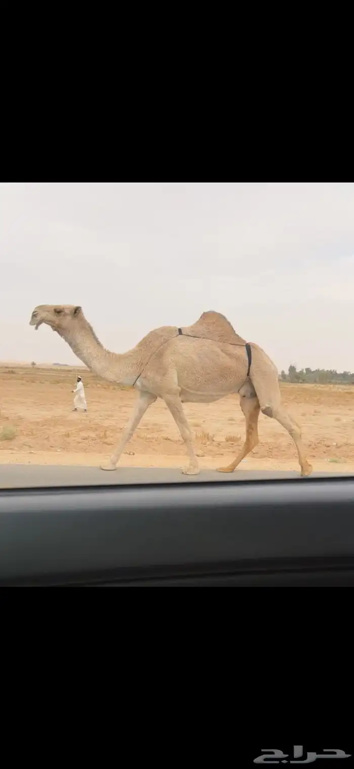 الضروبه الشقحا الكفو 2