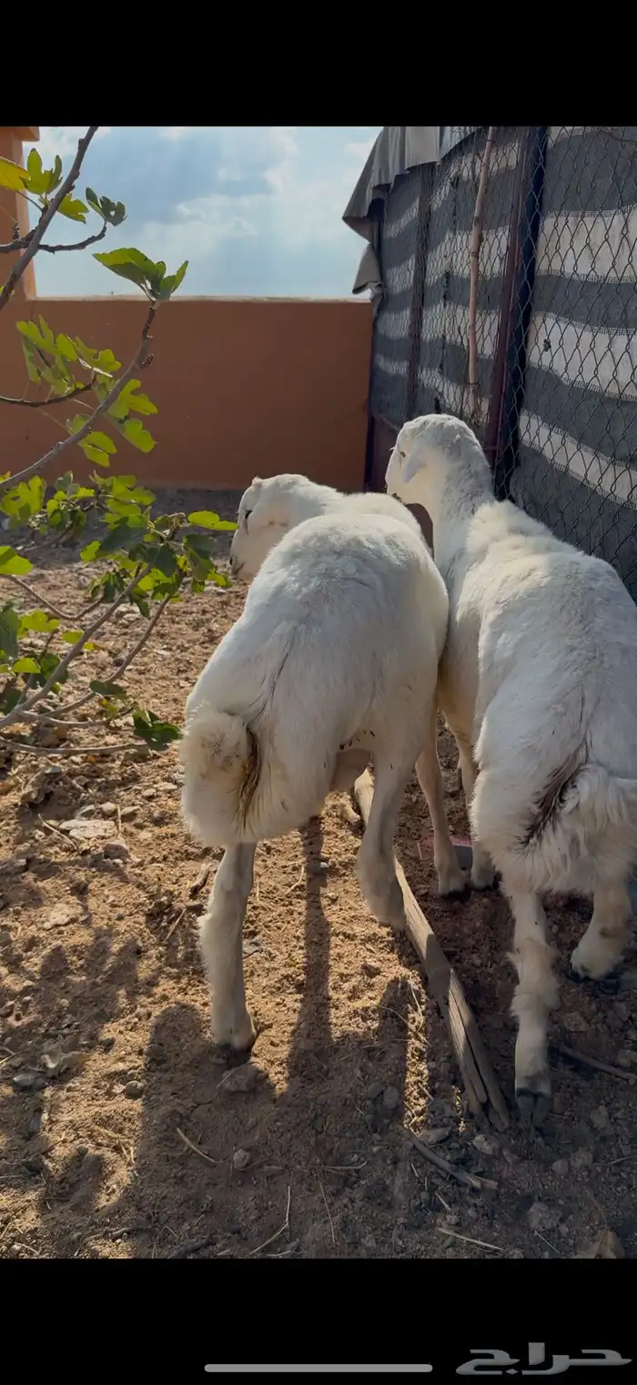 للبيع خروفين سمان فل شحم 1
