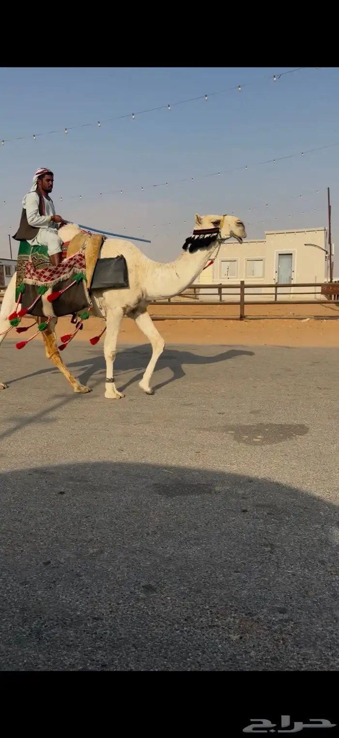 رحول طيبه شاق طوع 0