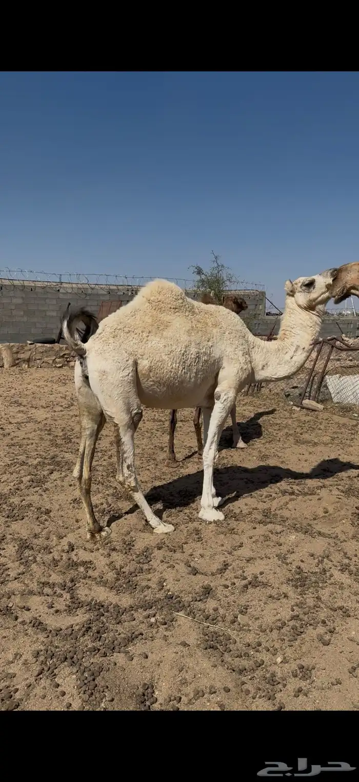 لقحه للبيع على جميع الشروط 1