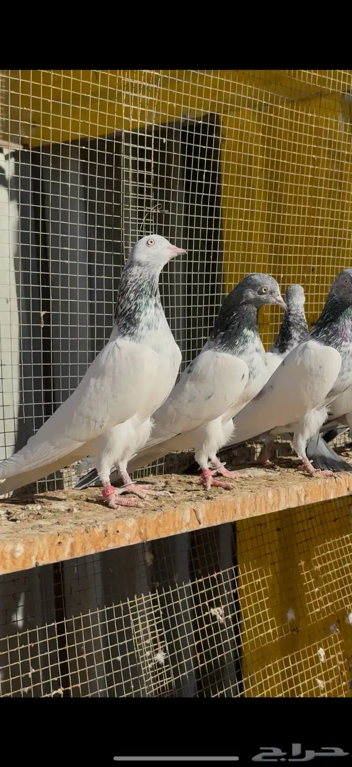 حمام باكستاني 0