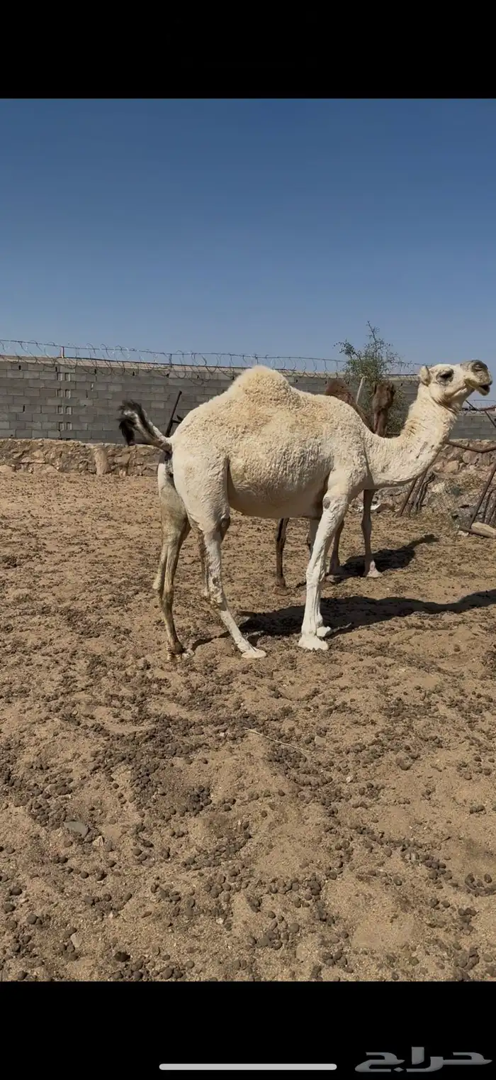 لقحه للبيع على جميع الشروط 2