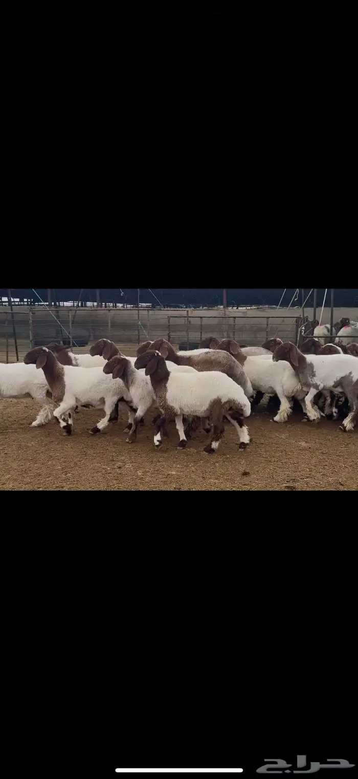 جذعات نعيم مقاني 2