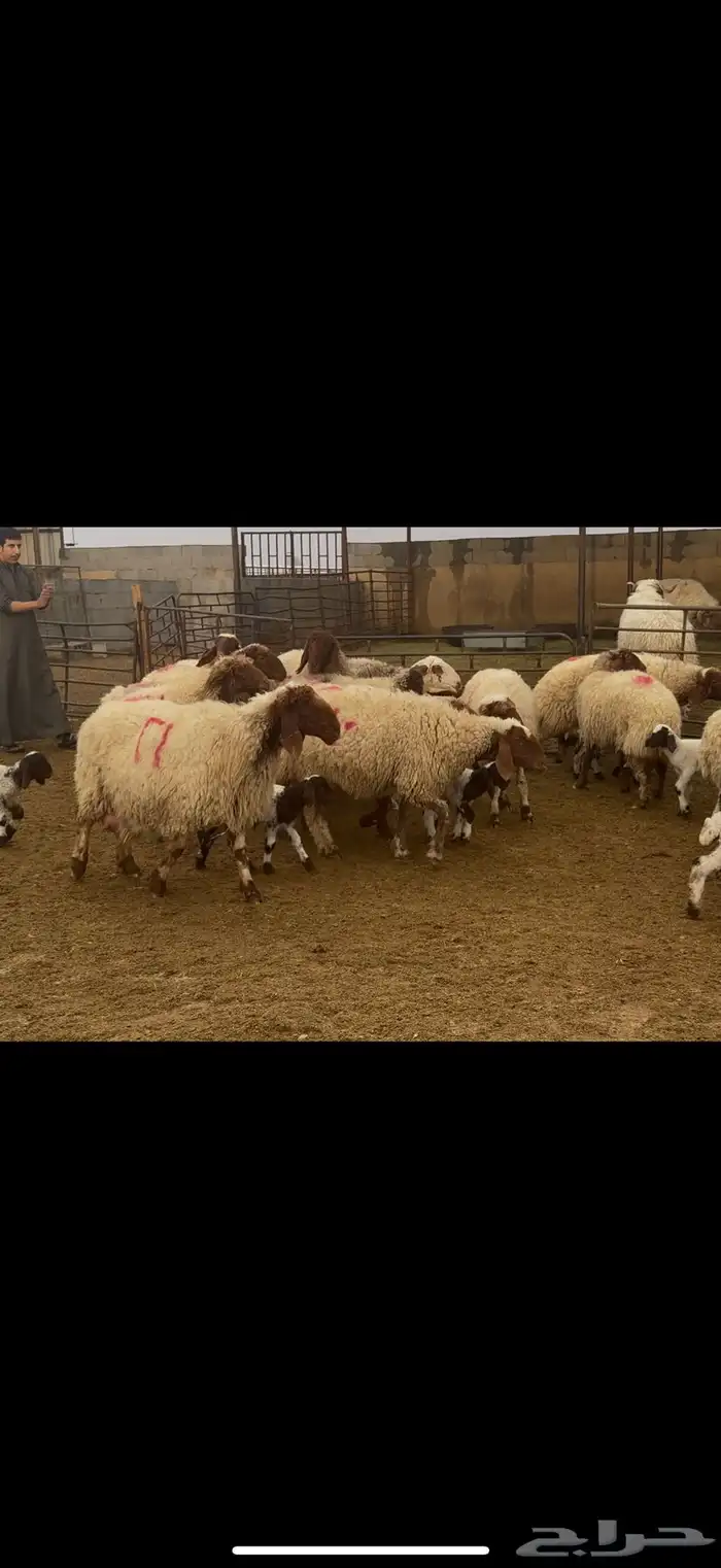 غنم نعيم مطافيل فاخره 1