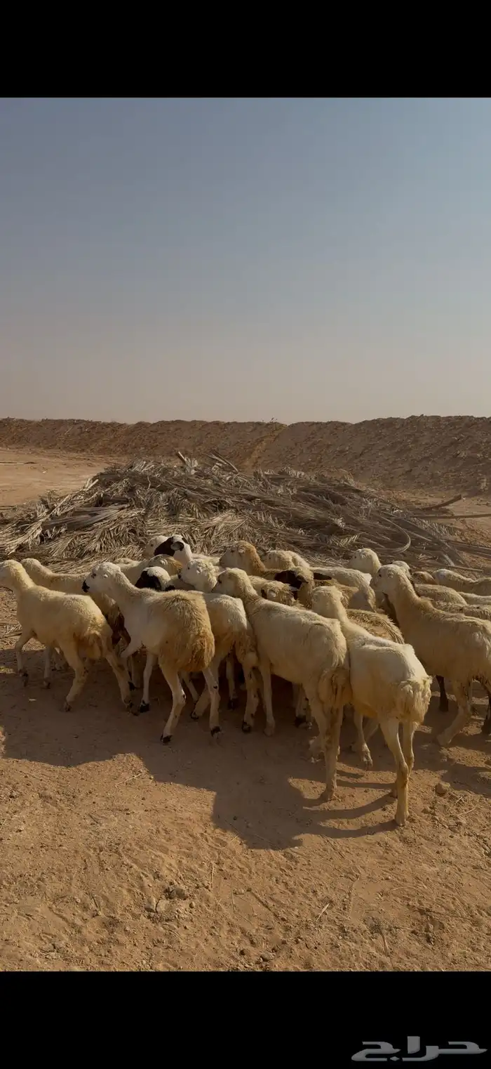 للبيع رخال رفيديات العدد40 الصحة شرط 0