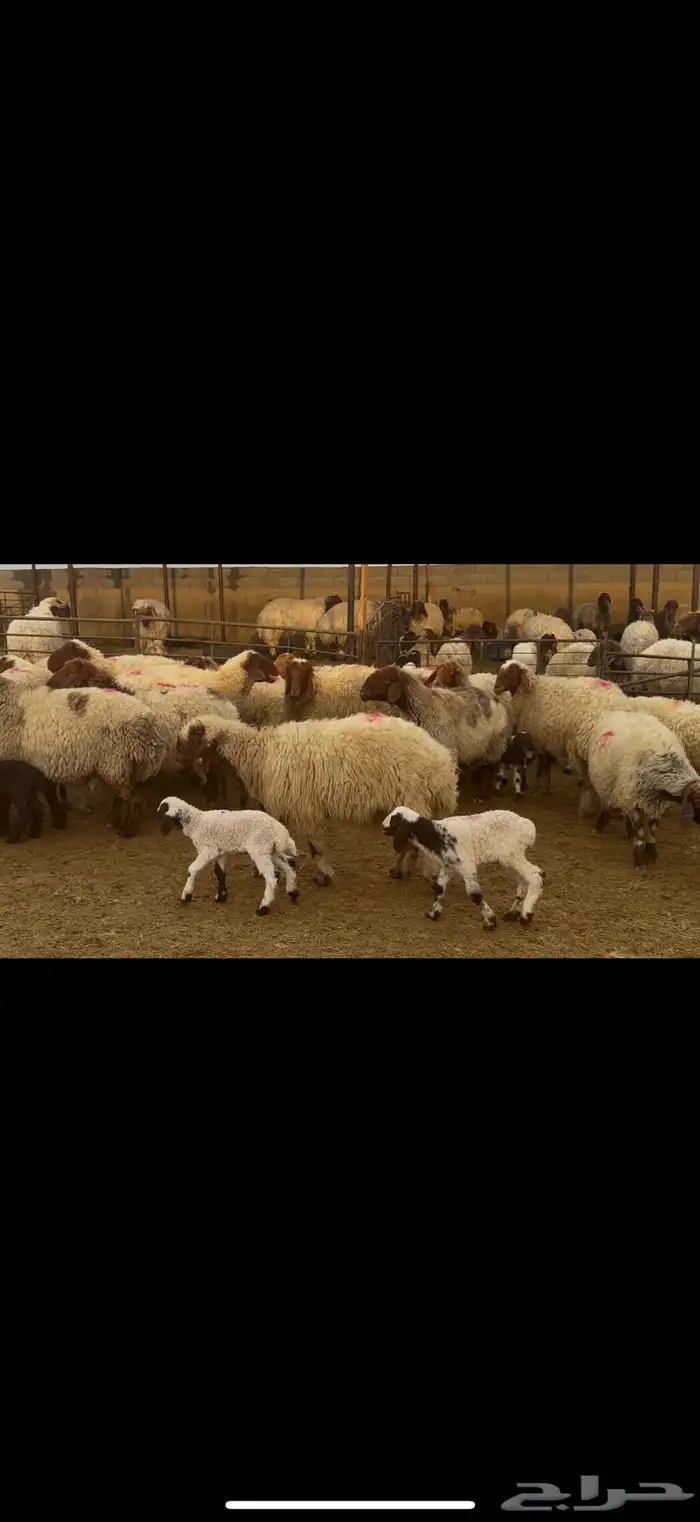 غنم نعيم مطافيل فاخره 6