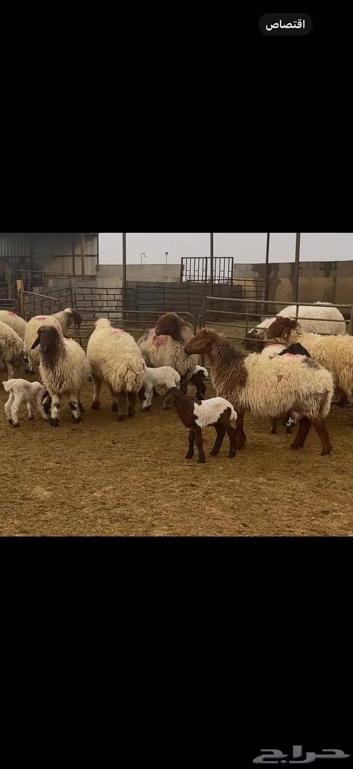 غنم نعيم مطافيل فاخره 2