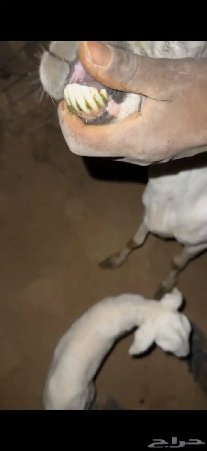 للبيع رفيديه خلفه 2