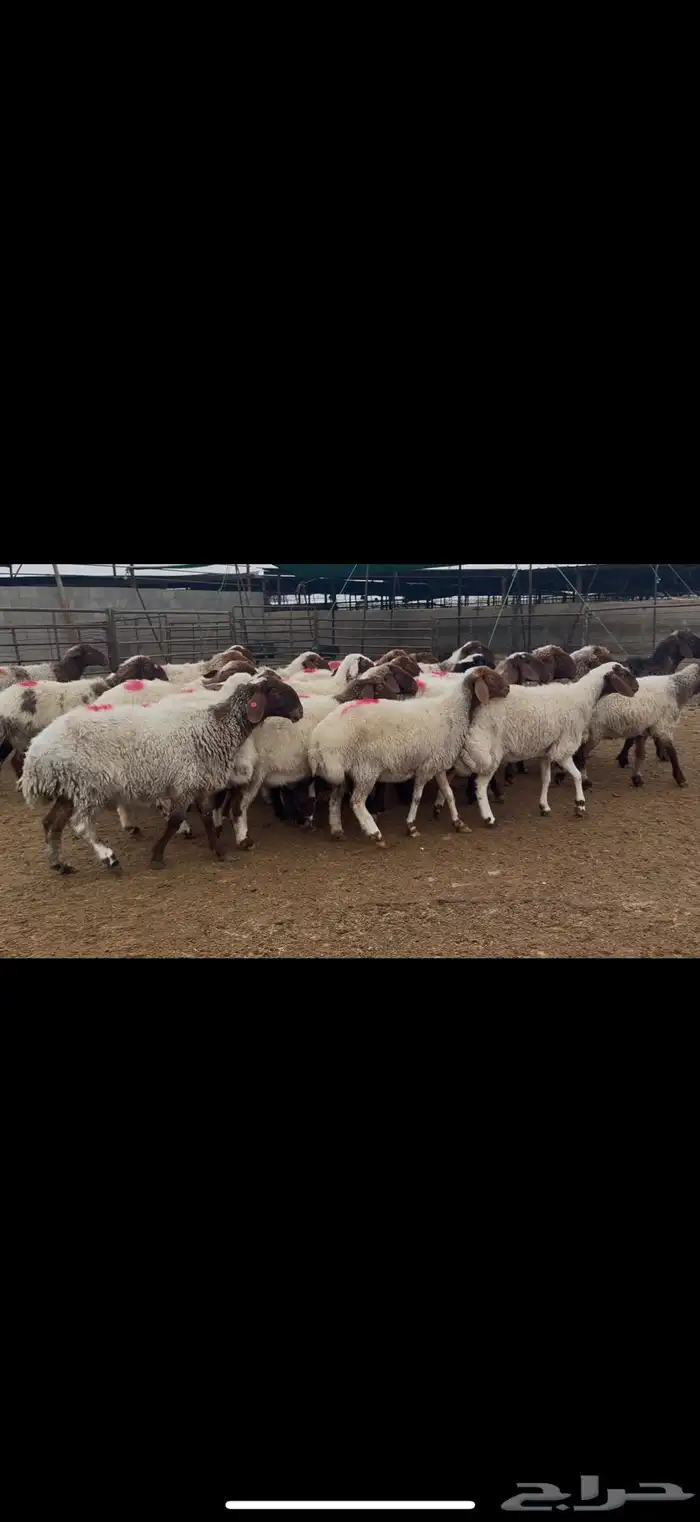 غنم نعيم دفيع 3