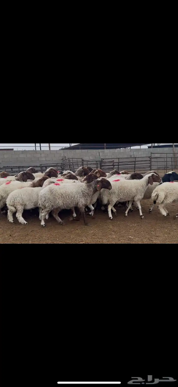 غنم نعيم دفيع 2