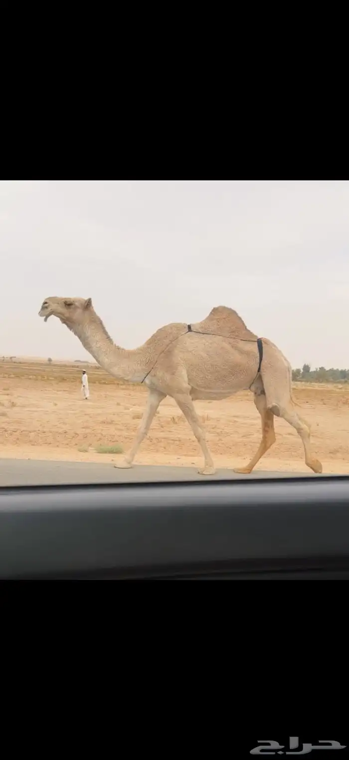 الضروبه الشقحا الكفو 1