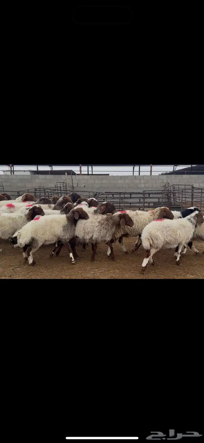 غنم نعيم دفيع 5