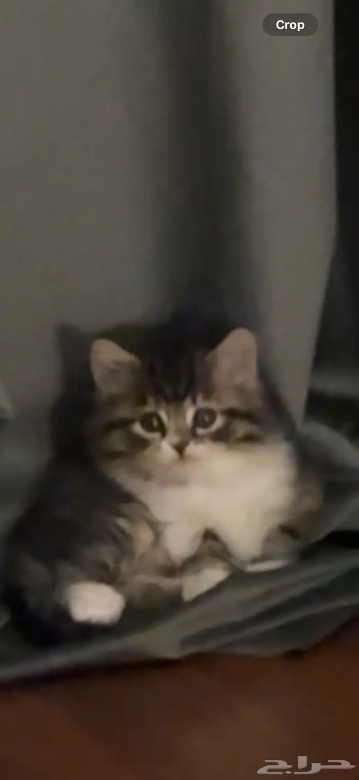 قط للتبني 2